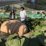 Mohamed Sadiq, a Layton neurologist, said growing large pumpkins and gardening help him decompress from the stress of his job.