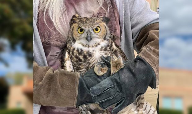 "Owl Pacino" was rescued by Weber Fire District's Station 65 Crew Wednesday morning in Huntsville. ...