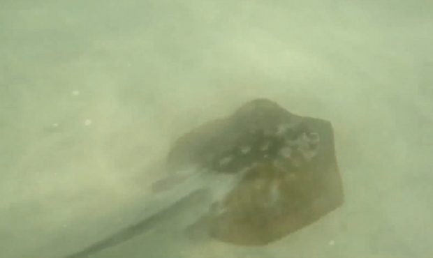 A record number of swimmers were stung by stingrays on Saturday in Huntington Beach, authorities sa...
