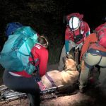 Salt Lake County Sheriff's Search and Rescue was able to bring Floyd, a 190-pound Mastiff, and his owner safely off a trail in Millcreek Canyon on Oct. 13, 2019. (Photo: Salt Lake County Sheriff's Search and Rescue)