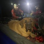 Salt Lake County Sheriff's Search and Rescue was able to bring Floyd, a 190-pound Mastiff, and his owner safely off a trail in Millcreek Canyon on Oct. 13, 2019. (Photo: Salt Lake County Sheriff's Search and Rescue)