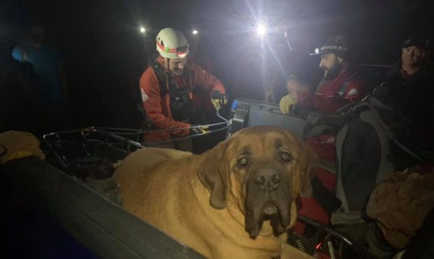 Salt Lake County Sheriff's Search and Rescue was able to bring Floyd, a 190-pound Mastiff, and his ...