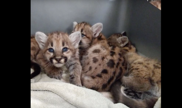 Three cougar kittens were rescued by biologists. (Courtesy Utah DWR/Youtube)...