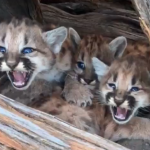 Utah DWR biologists rescued a litter of cougar kittens in the Uintas before the winter weather could hit. (Photo: Utah Division of Wildlife Resources)