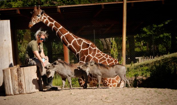 FILE: Keeper Melissa Farr with warthogs Swifty and Walter while giraffe Riley looks on. (Utah's Hog...