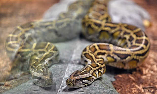 A woman was found dead yesterday with an 8-foot python snake wrapped around her neck, according to ...