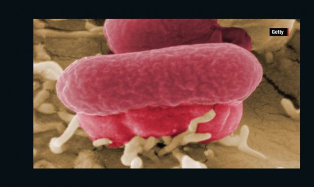 Public health officials are investigating an E. coli outbreak that has infected at least 17 people ...
