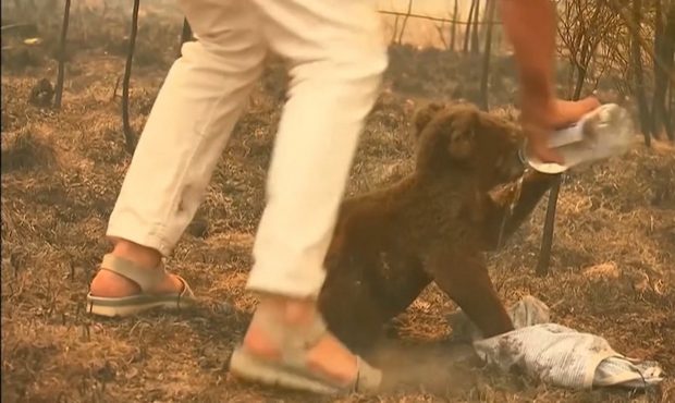A badly burned koala that was rescued crying and screaming from Australia's bushfires has been reun...