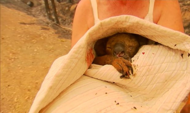 Lewis the koala was wrapped in a duvet after being rescued from a bushfire. (Nine Network)...