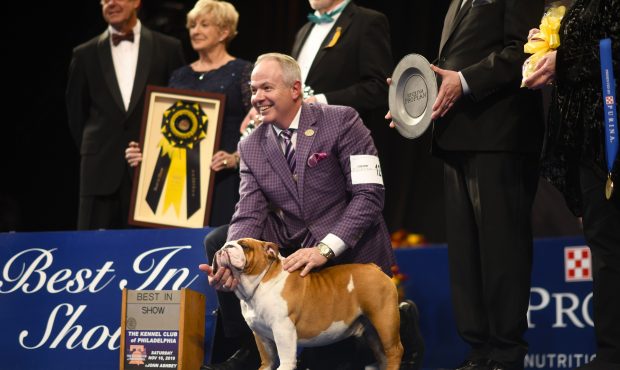 A Bulldog named "Thor" poses for a photo after he wins "Best in Show" at the Greater Philadelphia E...