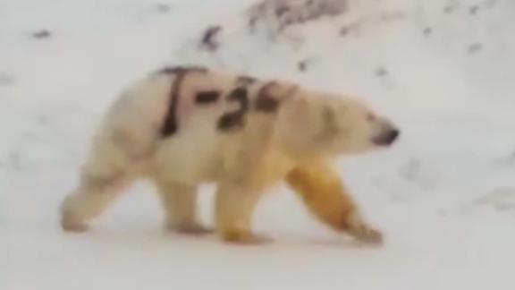 Experts say the graffiti poses an extra threat to an animal already in danger because the polar bea...
