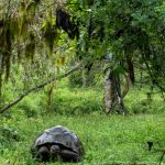 A giant tortoise walks through undergrowth in the highlands of Santa Cruz island on January 18, 2019 in Galapagos Islands, Ecuador. (Photo by Chris J Ratcliffe/Getty Images for Lumix)
