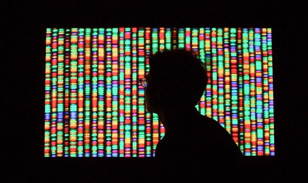 FILE: A visitor views a digital representation of the human genome at the American Museum of Natura...