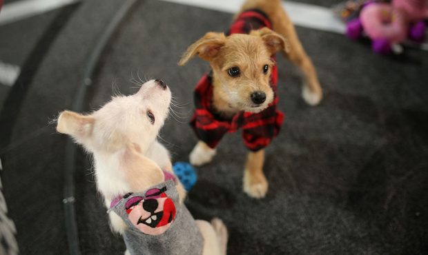 FILE: A view of the puppies at Microsoft Theater in Los Angeles, California. (Photo by Mike Windle/...