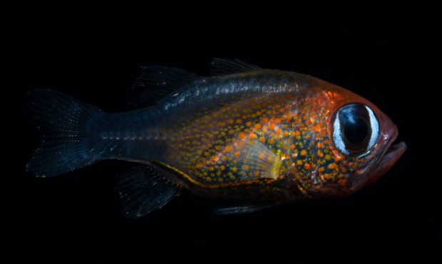 This cat-eyed cardinalfish found in Papua New Guinea is one of the new fish species found in 2019. ...