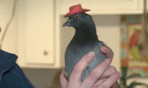 A rescue group has captured one of the pigeons in tiny cowboy hats in Las Vegas. Another hatted pig...