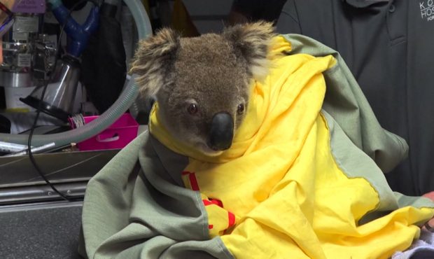 Almost a third of koalas in Australia's New South Wales region may have been killed in deadly bushf...