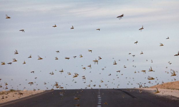 FILE: A swarm of locusts fly over a road on March 12, 2013. (Photo by Uriel Sinai/Getty Images)...