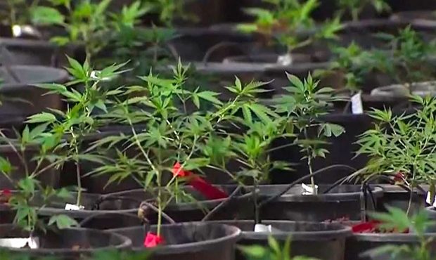 Utah Medical Cannabis License Recipients Announced