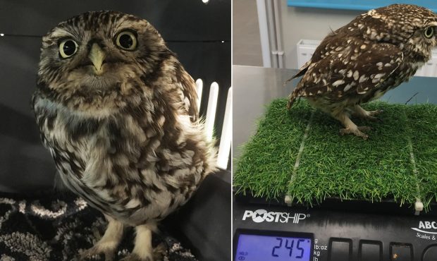 The female "little owl" was a third heavier than normal for the species. (Courtesy Suffolk Owl Sanc...