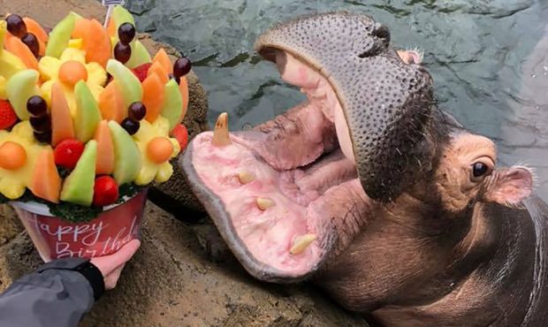 The Cincinnati Zoo's most famous hippo, Fiona, just received the "sweetest" present from her boyfri...