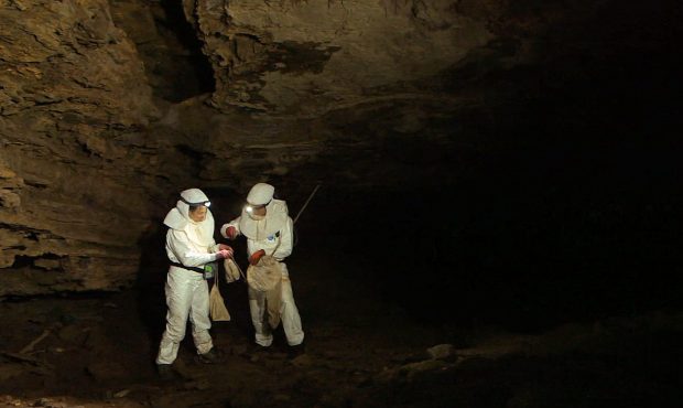 Bats often roost in caves like this one in South Africa, where scientists are testing bats for rabi...