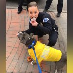 Police in Pasco, Washington, turned a rescue pup with an inoperable tumor into a dashing police K9. (Pasco Police)