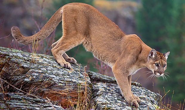 Mountain lions, like this one pictured on the US Forest Service website, are not known for consumin...