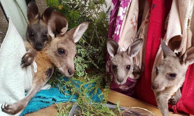 Kangaroo joeys hang out in pouches-turned-hammock, designed to mimic their mothers' pouches. Volunt...