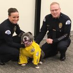 Police in Pasco, Washington, turned a rescue pup with an inoperable tumor into a dashing police K9. (Pasco Police)
