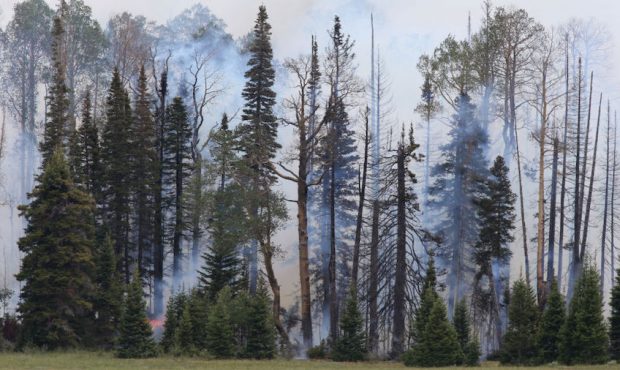 PANGUITCH, UT - JUNE 25: A wildfire burns through trees and ground cover on June 25, 2017 outside P...