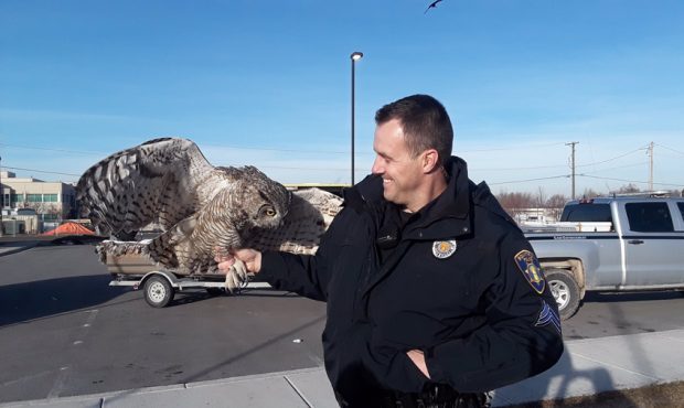 Sergeant Gill with the owl. (Courtesy Bountiful City Police Department)...