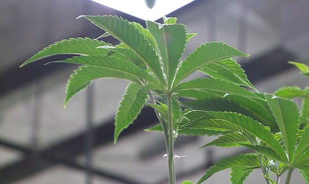 Plants grow at a Tryke medical marijuana facility in Utah. (Photojournalist Meghan Thackrey)...