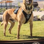 A funeral service was held for Herriman City Police Department's K-9 officer Hondo, who was killed in the line of duty on Feb. 13.