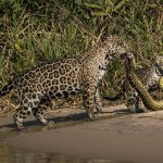 Two jaguars hold a snake in Brazil, in a shot that came highly commended. (Natural History Museum)