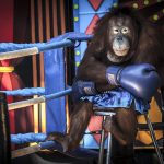Aaron Gekoski's photo of an orangutan forced to take part in a boxing performance also came highly commended. (Natural History Museum)