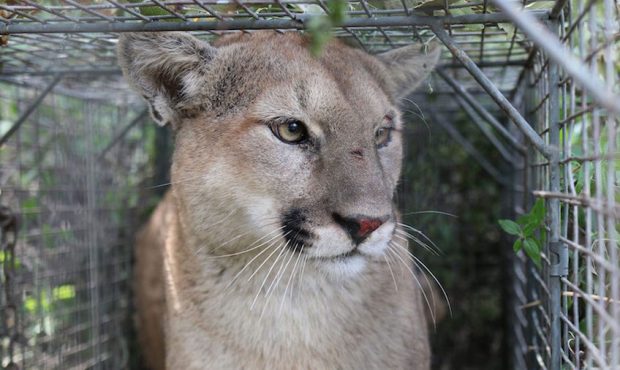 A mountain lion known as P-56 was killed in the Santa Monica Mountains on January 27, 2020, becomin...