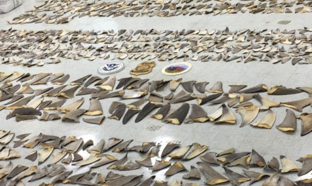 About 1,400 pounds of shark fins were seized in Miami. (U.S. Fish and Wildlife Resources)...