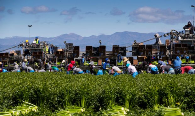Agricultural workers from Bud Farms harvest Celery for both American and export consumption. At thi...