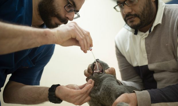 In this March 29, 2020 photo, a veterinarian tests an Egyptian cat for the coronavirus, a requireme...