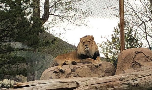 A lion looks on at Utah's Hogle Zoo. (KSL TV)...