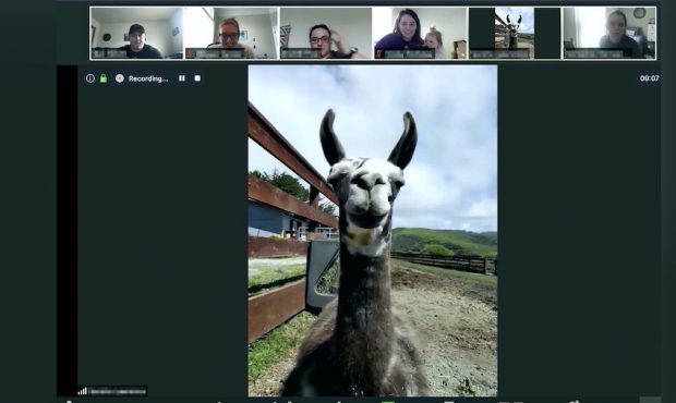 Paco the llama joins a video conference call from an animal sanctuary in California. (Courtesy: Ann...