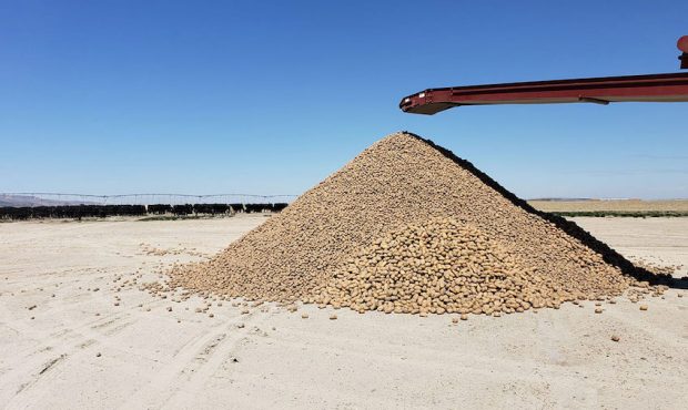Cranney Farms in Idaho is giving about about 2 million potatoes so they don't go to waste. (Ryan Cr...