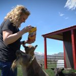 Athena Steadman fends off her herd of goats as they jockey for a mouthful of Fritos.