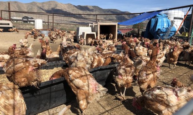 FILE - A group of animal activists is looking to place thousands of chickens in new homes after the...