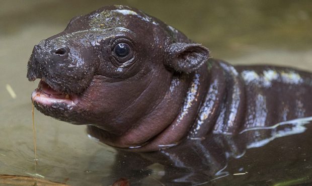 Endangered Pygmy Hippo Born at San Diego Zoo (Ken Bohn/San Diego Zoo)...