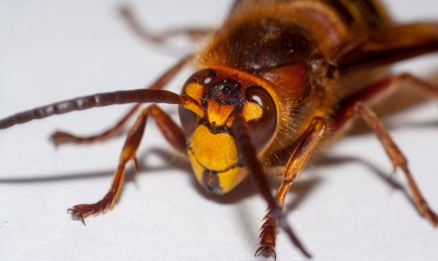 The Asian giant hornet is nicknamed the "murder hornet." And yes, it's as bad as it sounds. (Shutte...