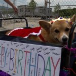 Leading the procession at Big Cottonwood Regional Park was a crowned Corgi in a wagon.