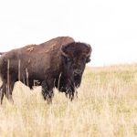 Bull bison in the final stages of spring shedding.
(NPS / Jacob W. Frank)
