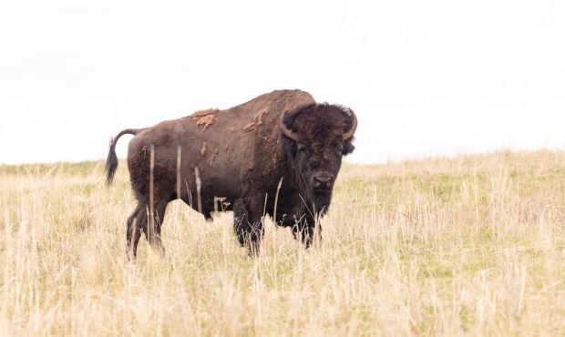 Bull bison in the final stages of spring shedding.
(NPS / Jacob W. Frank)...